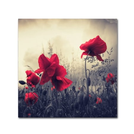 Trademark Fine Art Philippe Sainte-Laudy 'Red For Love' Canvas Art, 24x24 PSL0113-C2424GG